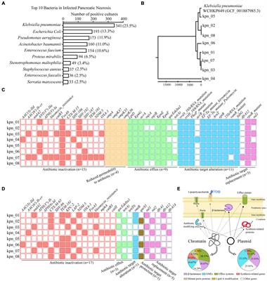 Genomic New Insights Into Emergence and Clinical Therapy of Multidrug-Resistant Klebsiella pneumoniae in Infected Pancreatic Necrosis